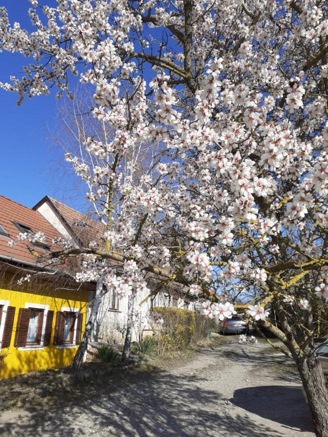 Éva Vendégház Tata Exterior foto